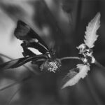 BUTTERFLY IN OIL B&W by Fauwk, 2018