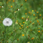 DANDELION KING by Fauwk, 2018