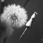 DANDELION TRIP IN BW by Fauwk, 2018