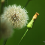 DANDELION TRIP IN COLOR by Fauwk, 2018