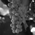 THE GRAPEVINE OF LIFE, BW by Fauwk, 2018